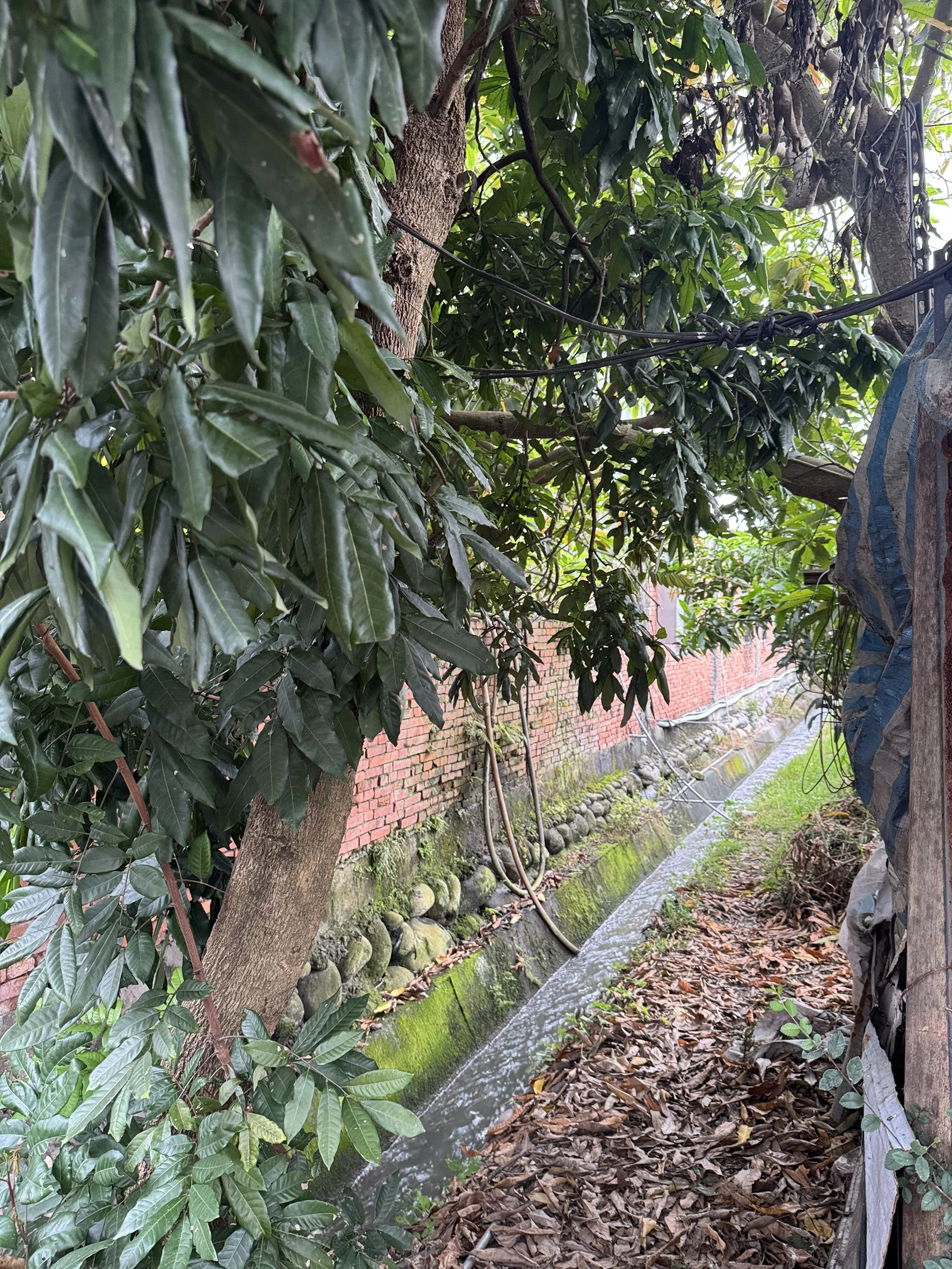 養豬場疑有惡臭及污水排放